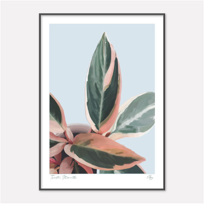 Triostar Stromanthe painting of houseplant in pinks and greens. Wall Art for your home by Studio Peers