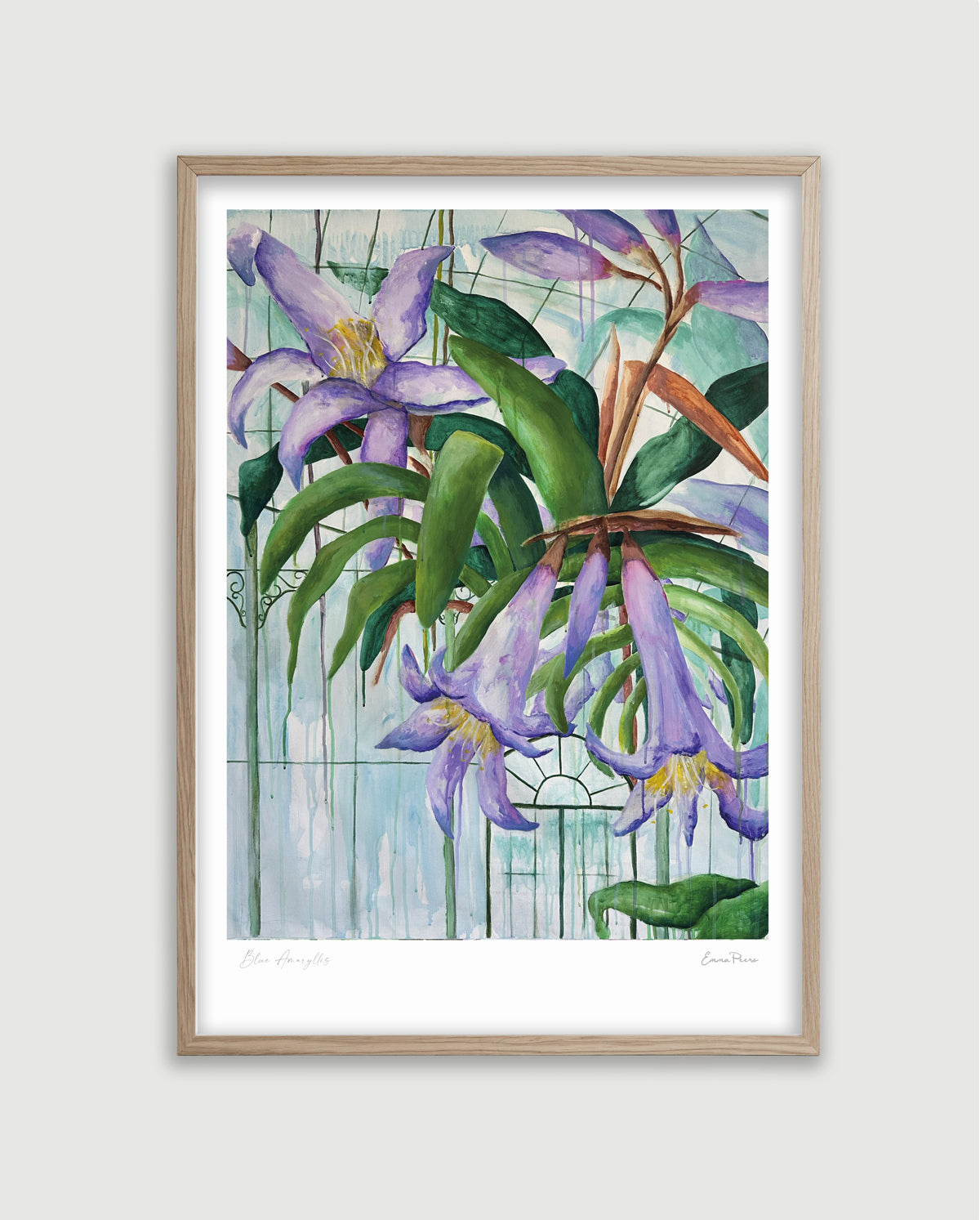Framed botanical art print of a Blue Amaryllis and endangered flower from Brazil.  Botanical original art of greenhouse scene with purple, blue and green from Studio Peers
