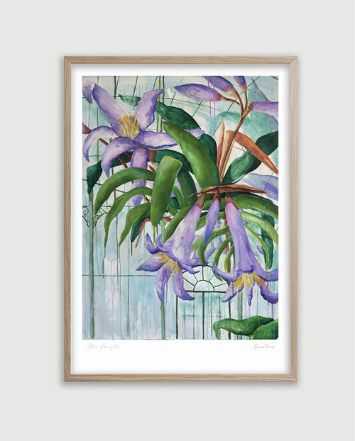 Framed botanical art print of a Blue Amaryllis and endangered flower from Brazil.  Botanical original art of greenhouse scene with purple, blue and green from Studio Peers