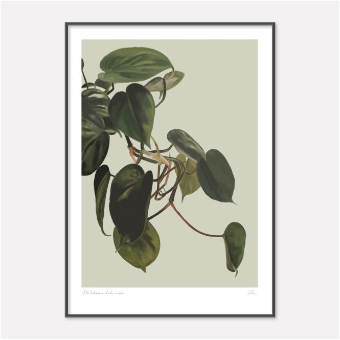 Heartleaf philodendron painting and  limited edition botanical art print by Studio Peers