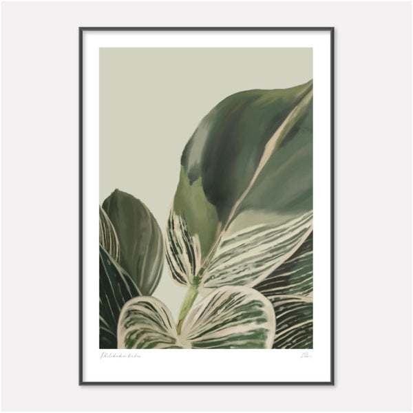 Philodendron birkin