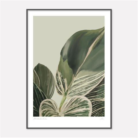 Philodendron birkin