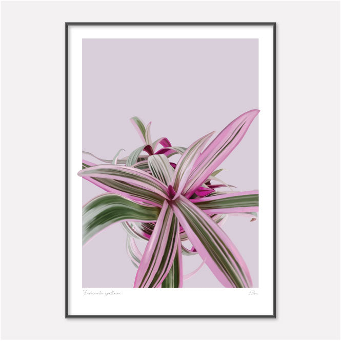 Tradescantia spathacea oyster plant or moses in a basket painting of houseplant in pinks and greens.  Wall Art for your home by Studio Peers