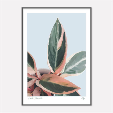 Triostar Stromanthe