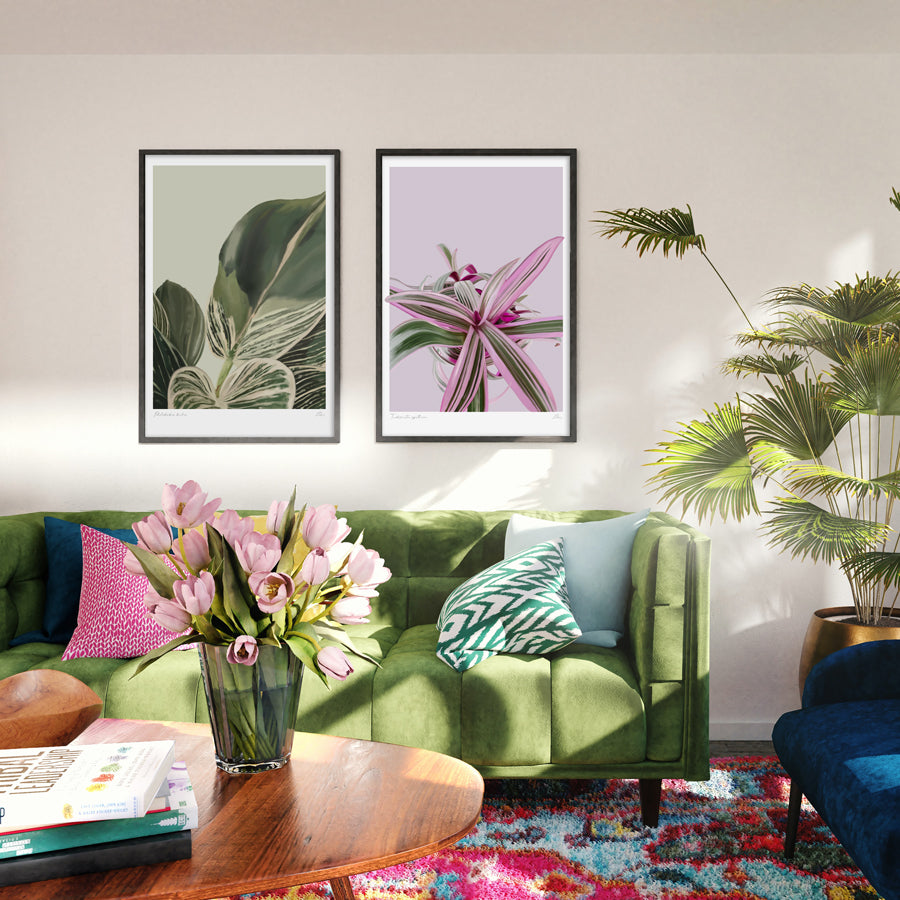 Tradescantia spathacea oyster plant or moses in a basket painting of houseplant in pinks and greens.  Wall Art for your home by Studio Peers